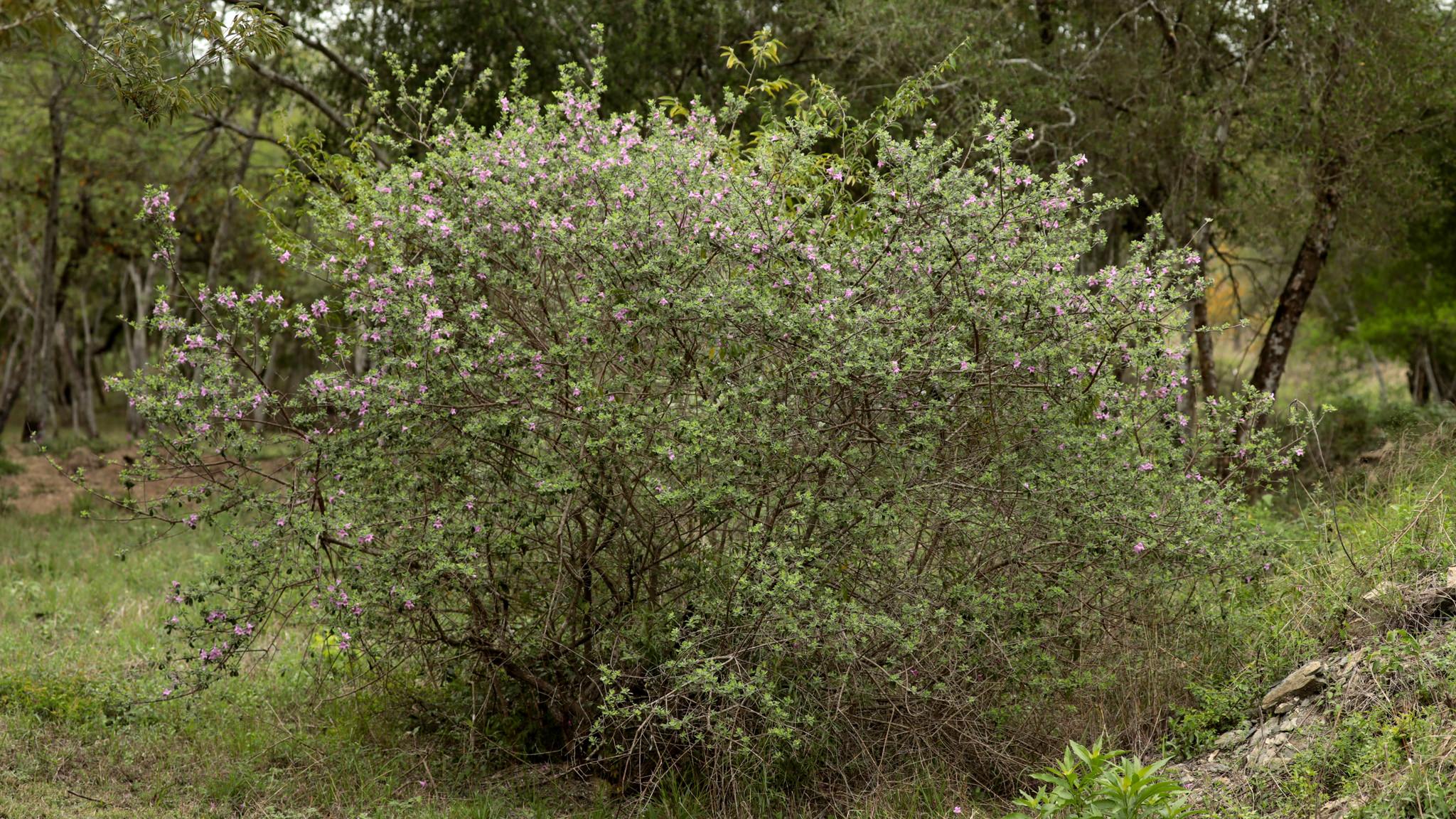 Leucophyllum frutescens